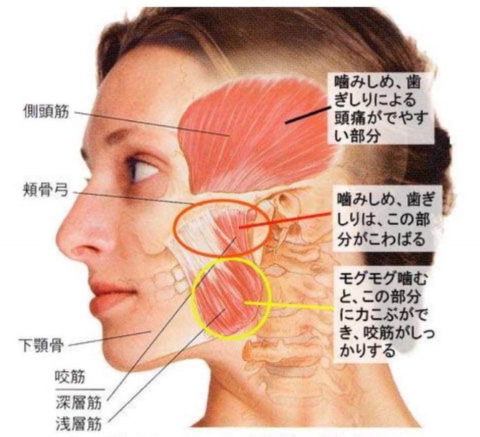 顔の筋肉の構造